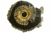 Cut & Polished Ammonite (Speetoniceras) Fossil With Druzy Pyrite #175077-8